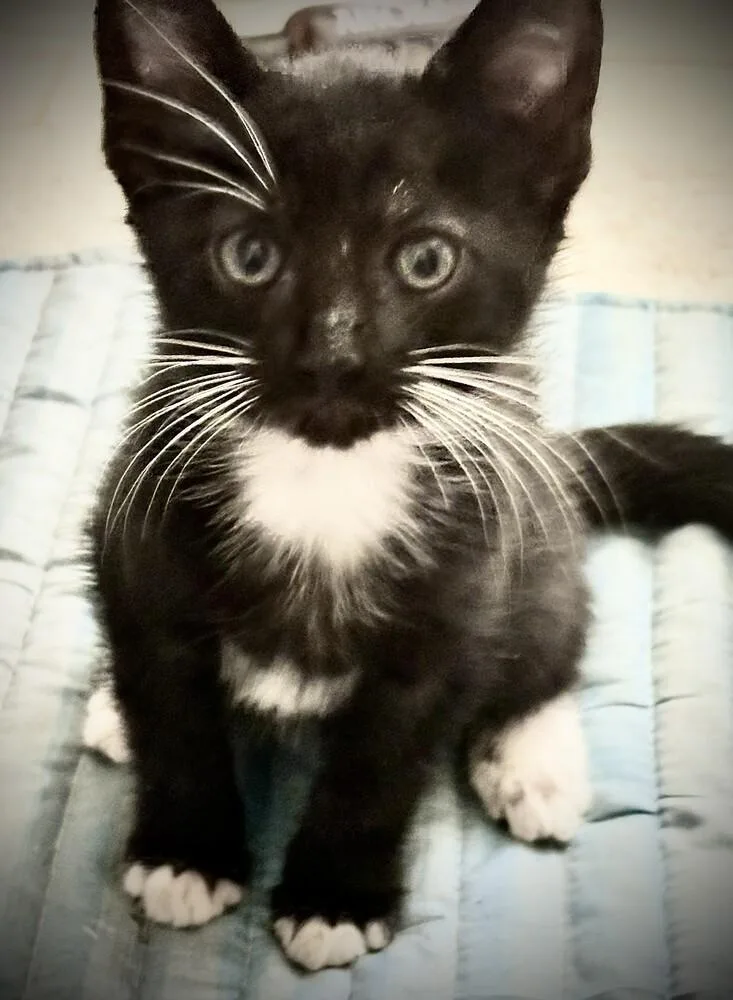 A baby small-sized female Black & White / Tuxedo Domestic Short Hair cat named Donna for adoption in Thatcher, AZ