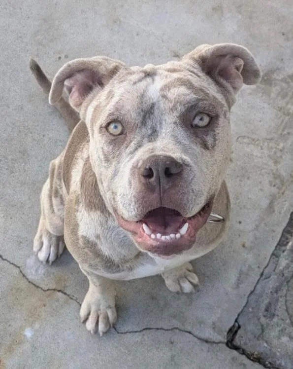 A young medium-sized female Mixed Breed dog named Zoey Stewart for adoption in San Pedro, CA