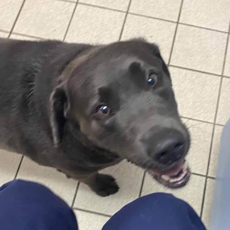 An adult large-sized male Black Mixed Breed dog named Seal for adoption in Charleston, WV