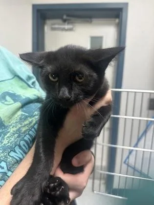 A young small-sized male Domestic Short Hair cat named Pippin for adoption in Savannah, GA