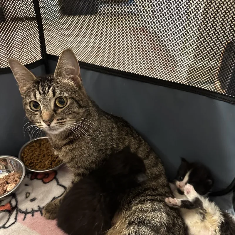 A young small-sized female Brown / Chocolate Domestic Short Hair cat named Boba for adoption in Pasadena , MD
