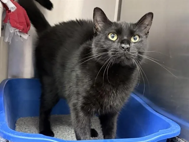 A young medium-sized female Domestic Short Hair cat named Lil Bit for adoption in Ames, IA