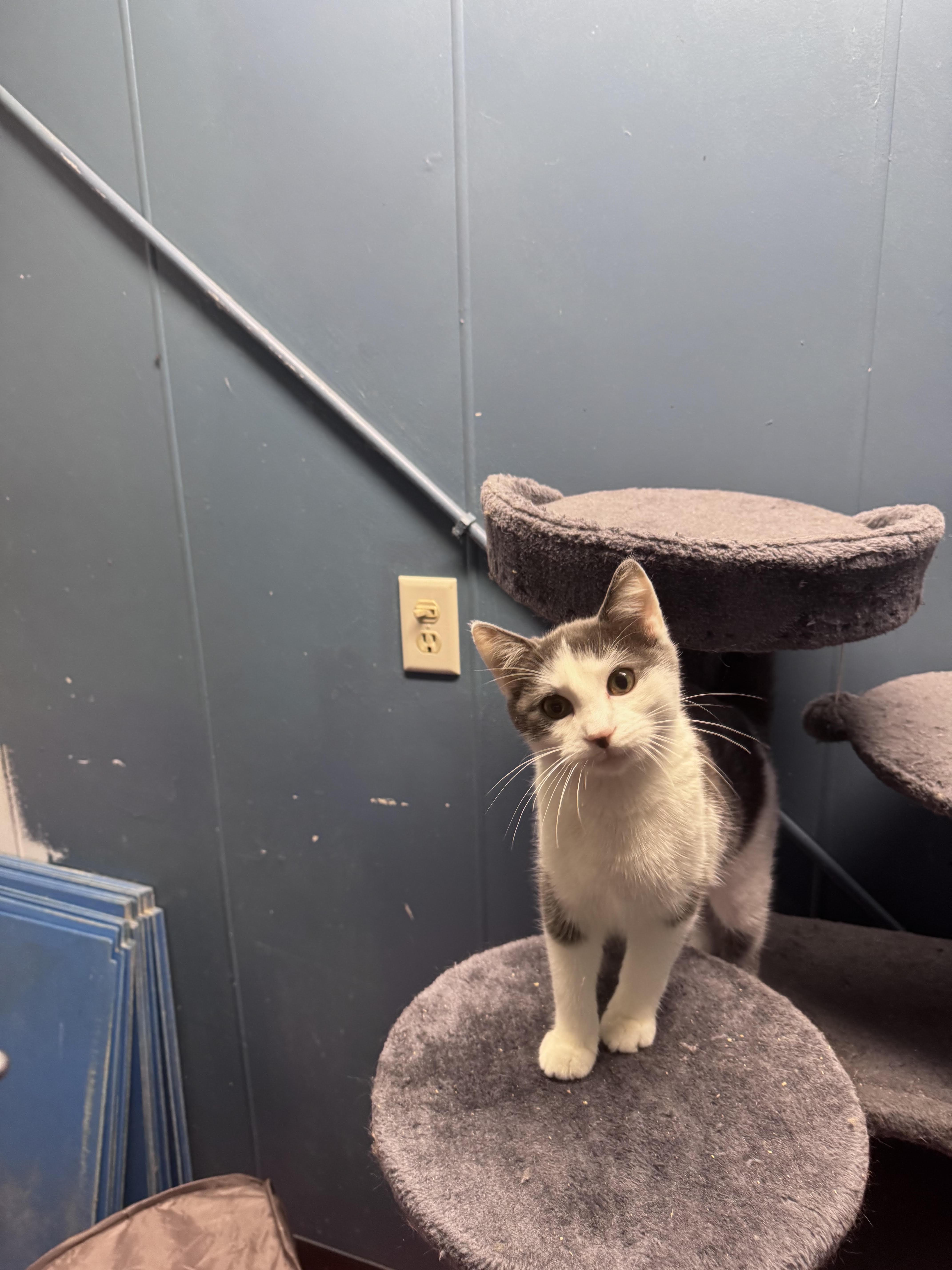 A young medium-sized male Gray & White Domestic Short Hair cat named Simba for adoption in Hoopeston, IL