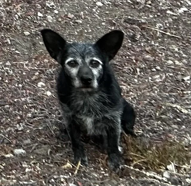 An adult medium-sized male Terrier dog named Pierre Curie for adoption in Agoura, CA