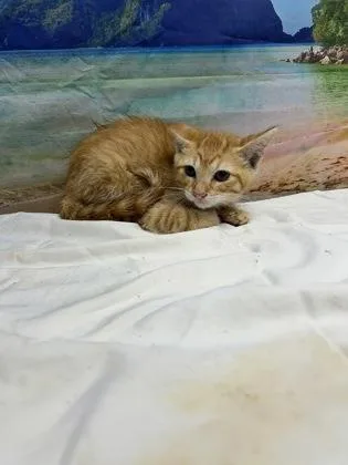 Butterscotch