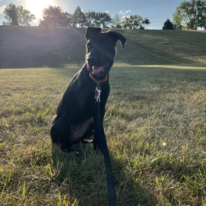 A baby small-sized female Labrador Retriever dog named San for adoption in Crystal, MN