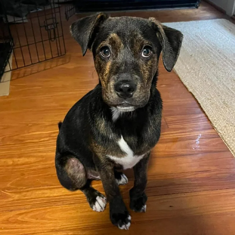 A young small-sized male Black Mixed Breed dog named Simba for adoption in Fredericksburg, VA