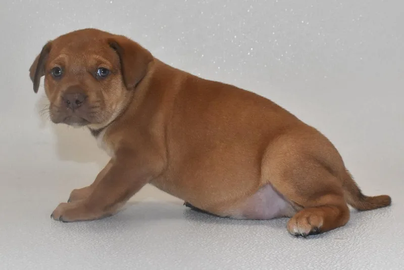 A baby large-sized male Terrier dog named Fluffernut for adoption in Springfield, OH