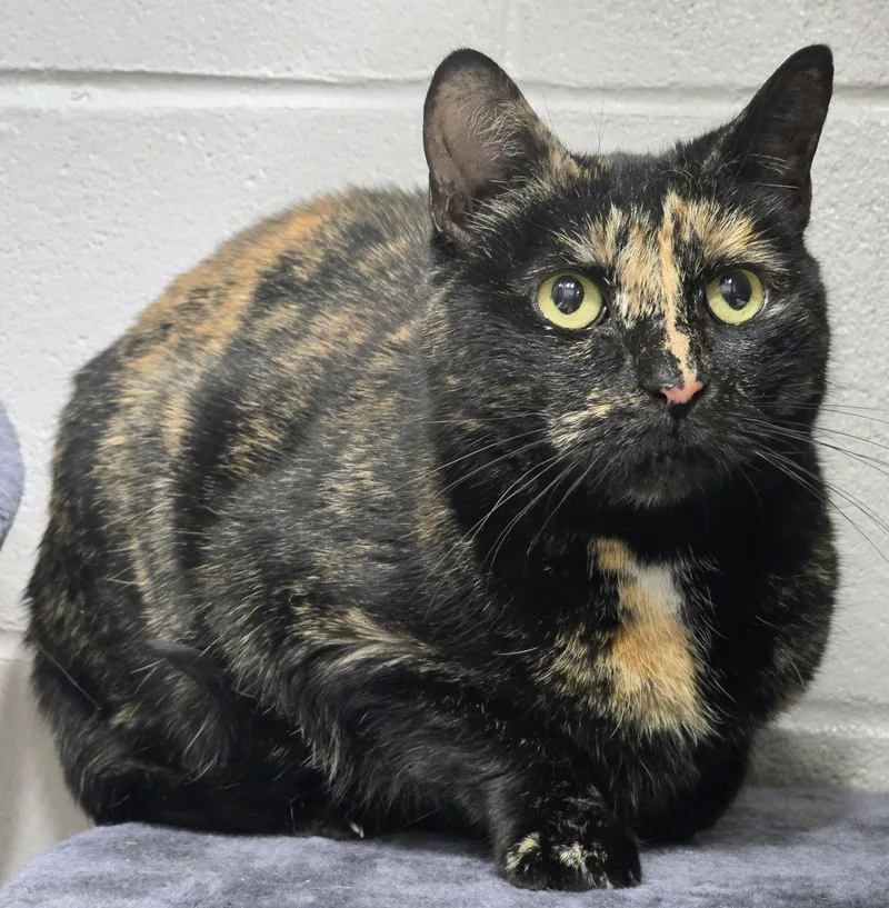 A senior medium-sized female Tortoiseshell Domestic Short Hair cat named Turtle for adoption in Amityville, NY