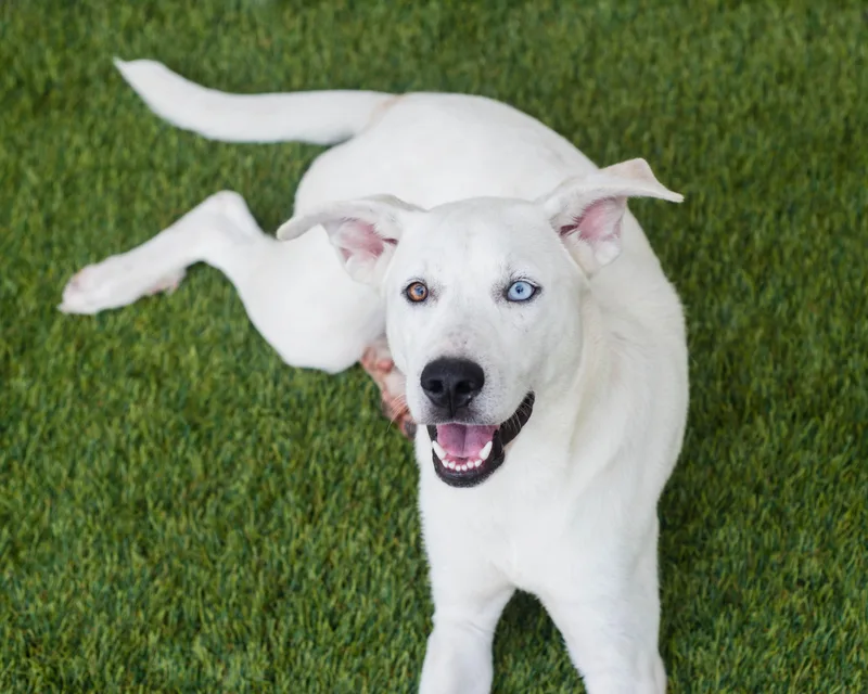 A young medium-sized female White / Cream Australian Cattle Dog / Blue Heeler dog named Jubilee for adoption in Mont Belvieu, TX