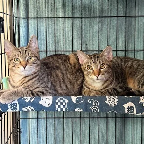 Ricardo Houston thumbnail 2