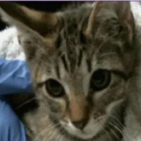 Ricardo Houston thumbnail 3