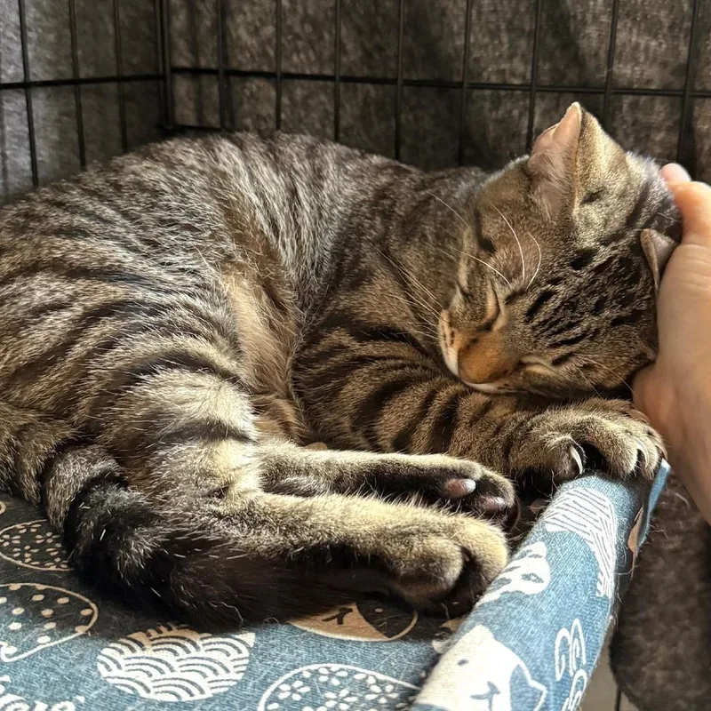 Ricardo Houston thumbnail 4