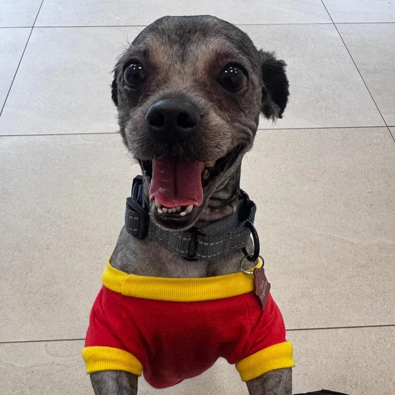 A young small-sized male Mixed Breed dog named Brook for adoption in Evanston, IL