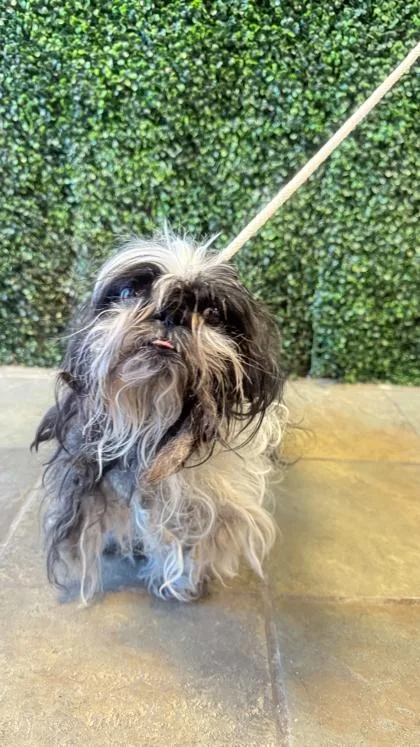 A young small-sized female Black Mixed Breed dog named 60992692 for adoption in El Paso, TX