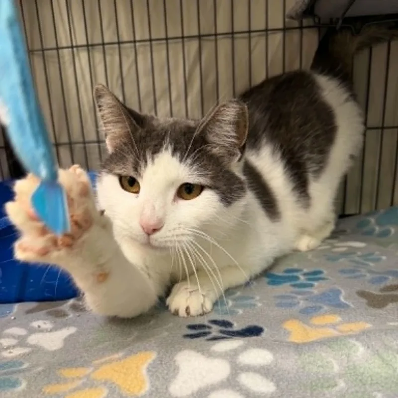 An adult medium-sized male Gray & White Domestic Short Hair cat named Cosmo for adoption in Martinsville, IN