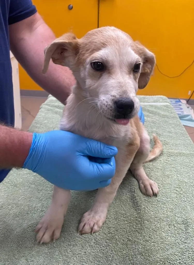 Tropicana thumbnail 2