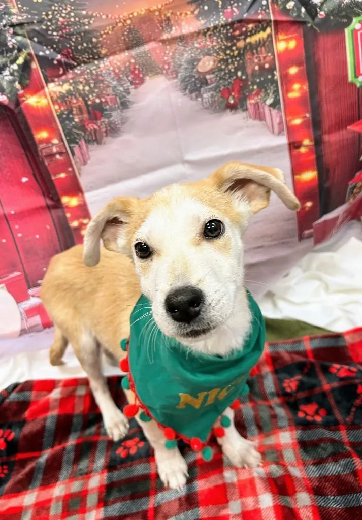 Tropicana thumbnail 3