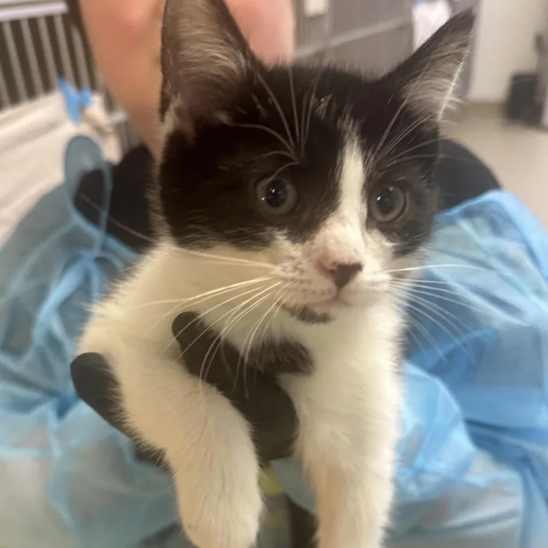 A baby small-sized female White Domestic Short Hair cat named Penguin for adoption in Wantagh, NY