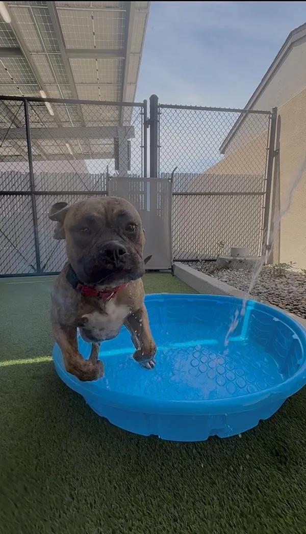 An adult large-sized male Mastiff dog named Bistro for adoption in San Diego, CA