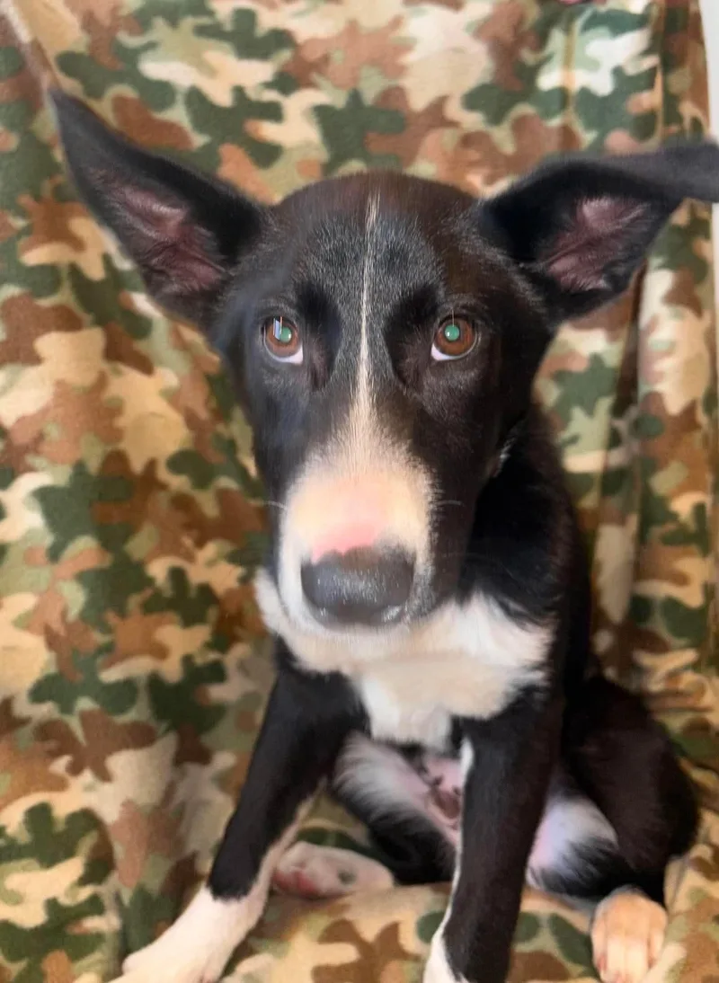 A baby medium-sized male Black Border Collie dog named Shadow for adoption in Watertown, CT