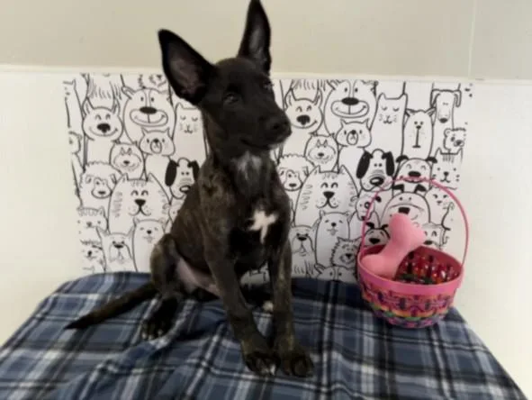 A baby small-sized male Belgian Shepherd / Malinois dog named Buddy for adoption in San Pedro, CA