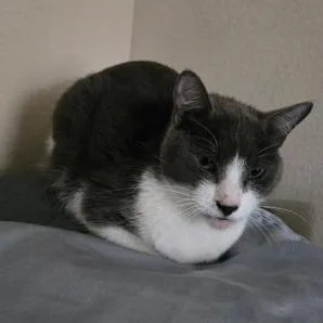 Jelly Bean & Dio thumbnail 5