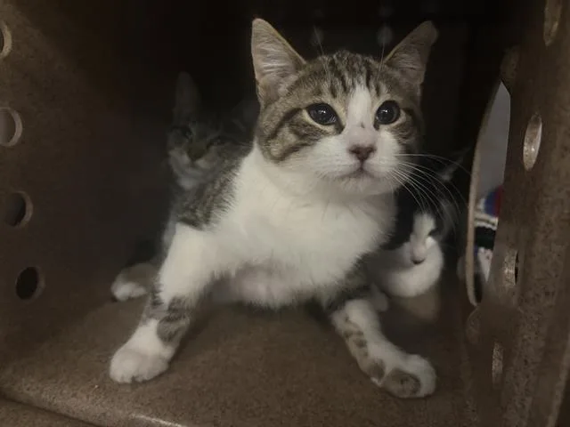 A baby small-sized female Domestic Short Hair cat named Camille for adoption in Santa Cruz, CA