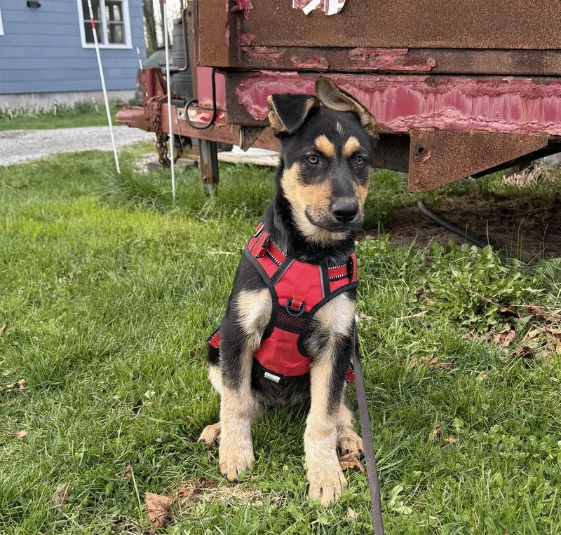 A baby large-sized female Bicolor Shepherd dog named Rosie for adoption in Moyock, NC
