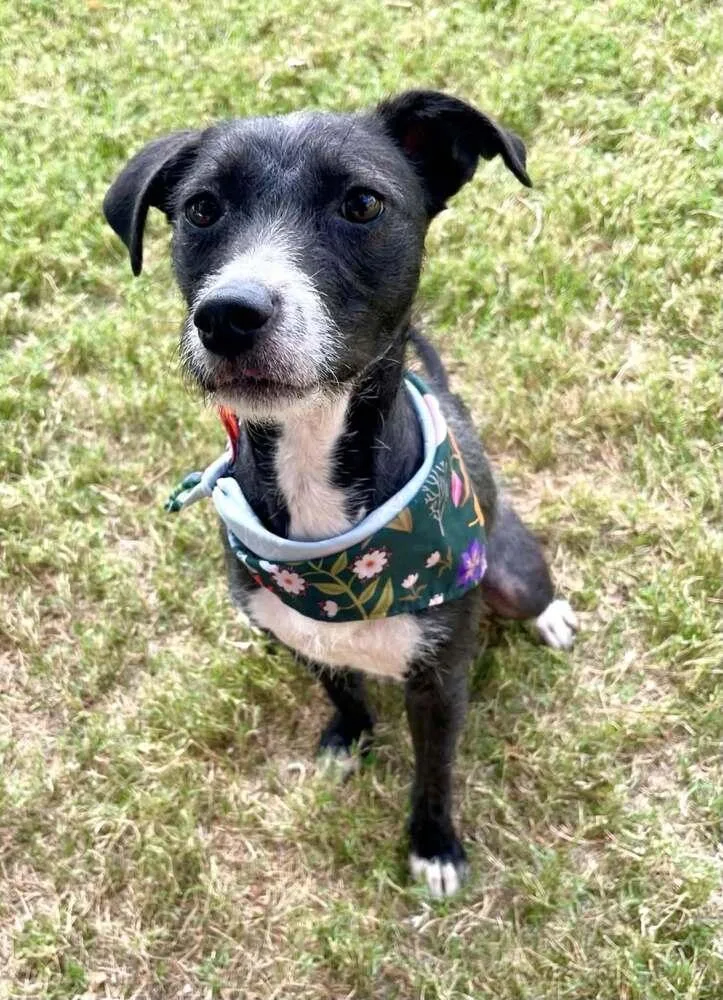 An adult small-sized female Tricolor (Brown, Black, & White) Rat Terrier dog named Sasha for adoption in TULSA, OK