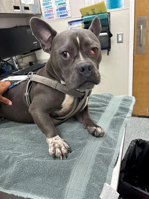 Rosco