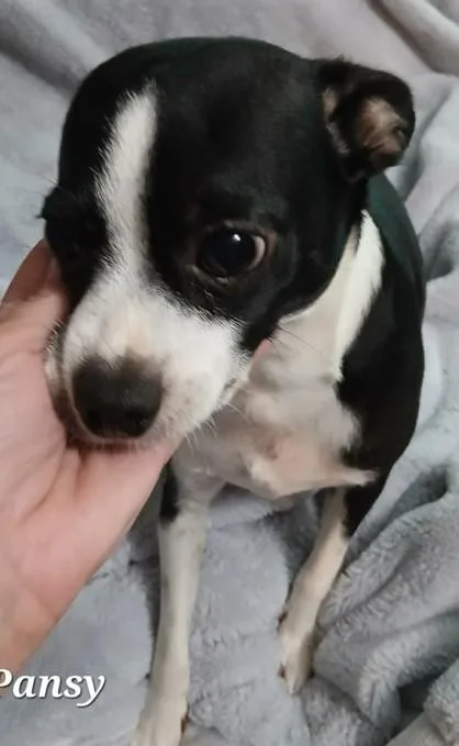 An adult small-sized female Chihuahua dog named Pansy for adoption in Madison, NJ