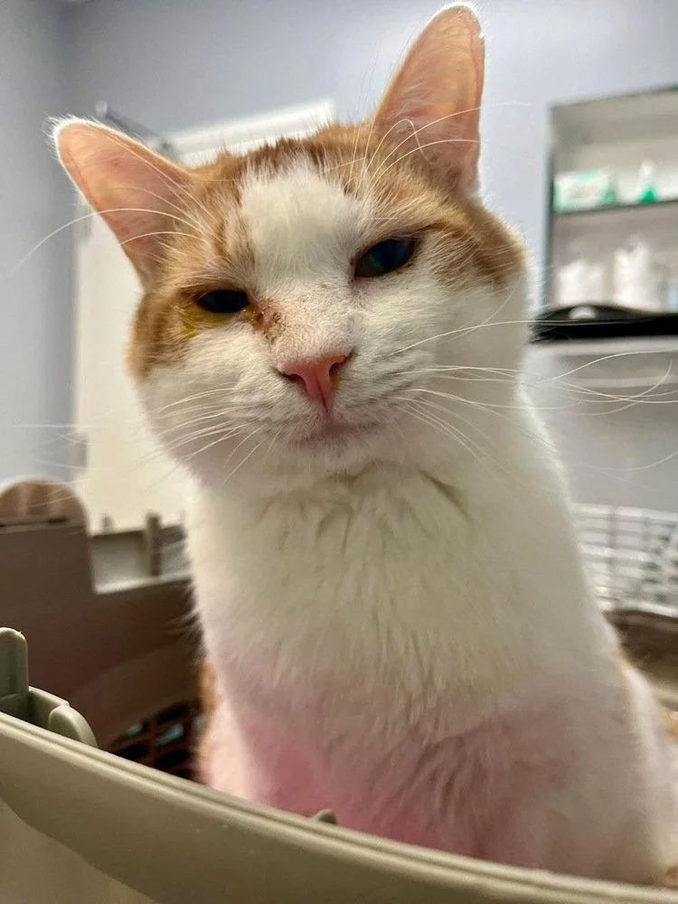 A young medium-sized male Domestic Short Hair cat named Tater for adoption in O'Fallon, MO
