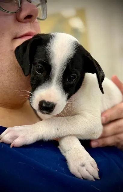 A baby medium-sized male Black Border Collie dog named Gizmo for adoption in Columbia, MD