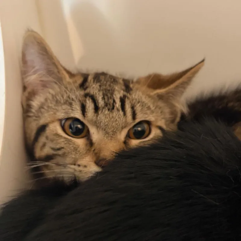 A baby medium-sized male Black Domestic Short Hair cat named Hopper for adoption in Port Angeles, WA