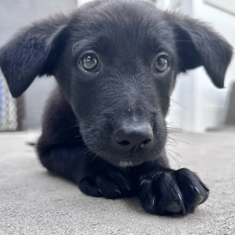 Munchkin
