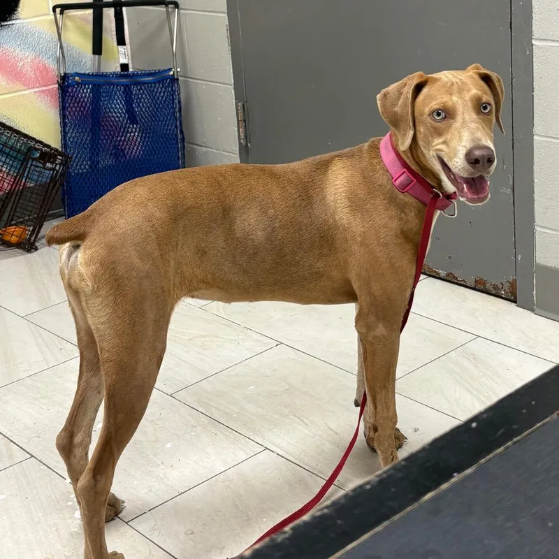 A young medium-sized female Yellow / Tan / Blond / Fawn Doberman Pinscher dog named Wimberley for adoption in Lufkin, TX