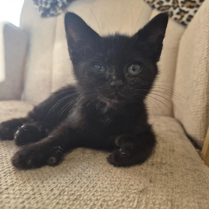 A baby small-sized female Black Domestic Short Hair cat named Rayla for adoption in Tacoma, WA