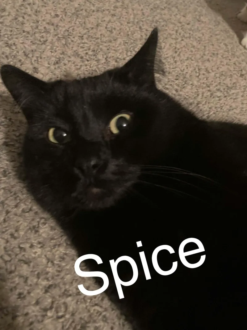Spice