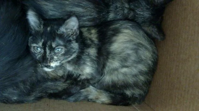 A baby medium-sized female Domestic Short Hair cat named Boa for adoption in Dallas, TX