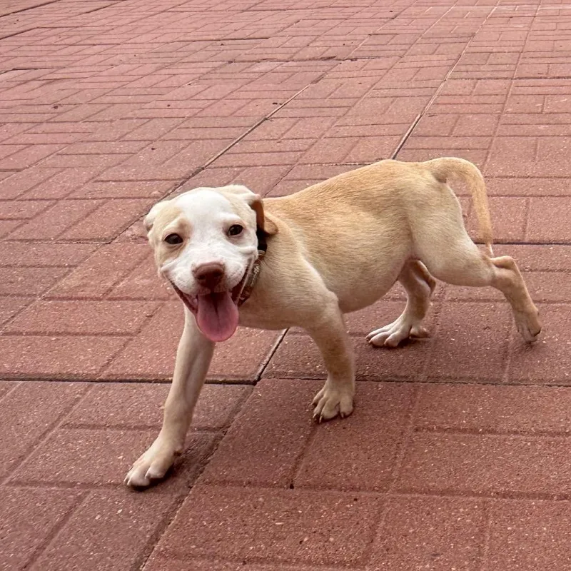 A baby medium-sized female White / Cream Labrador Retriever dog named Judith for adoption in Spring, TX