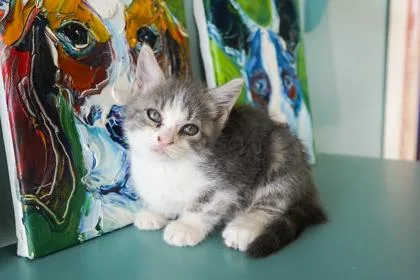 A baby small-sized male Domestic Short Hair cat named Coca Cola for adoption in San Antonio, TX