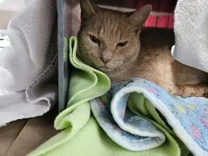 Geranium thumbnail 2