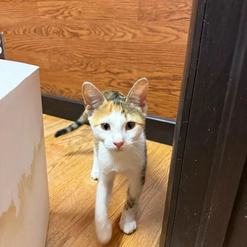 A baby small-sized female White Domestic Short Hair cat named Allie for adoption in Okmulgee, OK