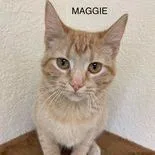 Maggie thumbnail 2