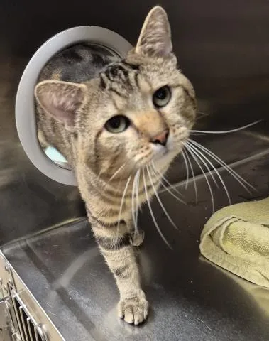 A young small-sized male Domestic Short Hair cat named Astro for adoption in Decatur, IL