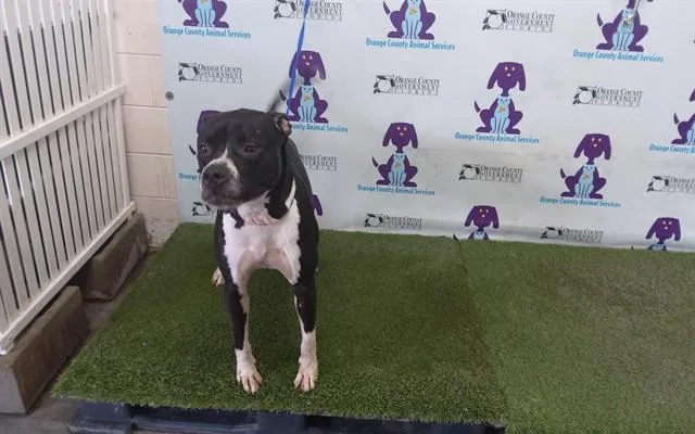 A young large-sized male Boxer dog named Dustin for adoption in Orlando, FL