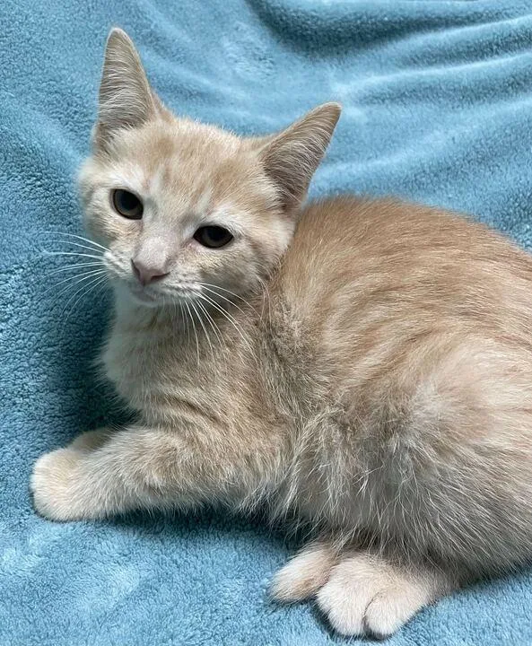 A baby small-sized female Domestic Short Hair cat named Rattlesnake for adoption in Jackson, MI