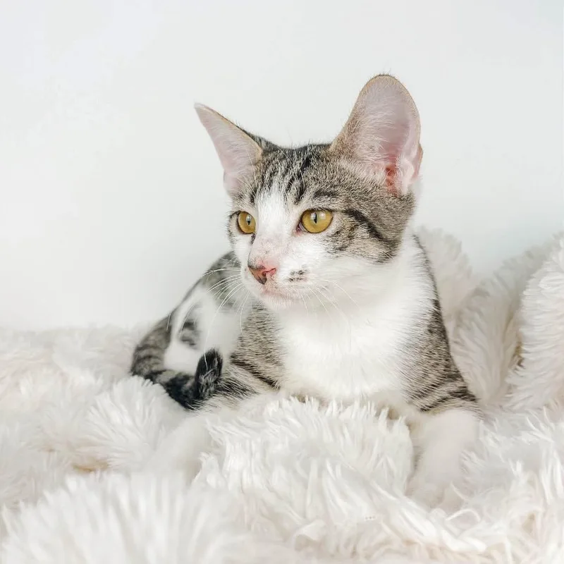 A young medium-sized male Domestic Short Hair cat named Simon for adoption in Port Richey, FL