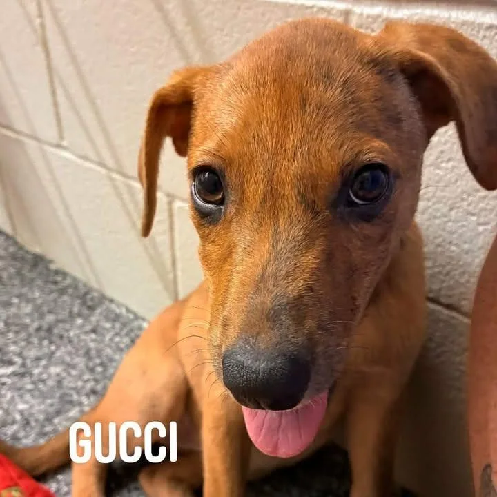 A baby small-sized female Brown / Chocolate Plott Hound dog named Gucci for adoption in Buchanan Dam, TX